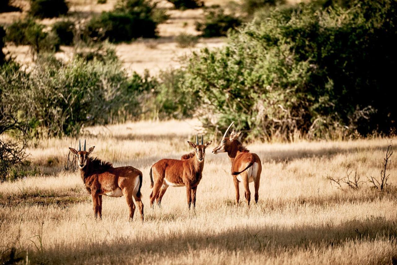 Glen Harry Game Reserve Graaff-Reinet Exteriér fotografie